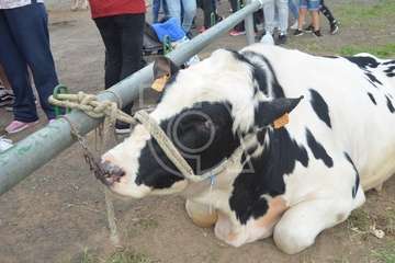 La feria de ganado, atractivo principal de la jornada matutina en Jinámar (Foto Antonio Alí y Francisco Javier Santana)